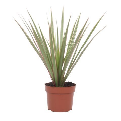 Dracaena marginata 'Magenta'