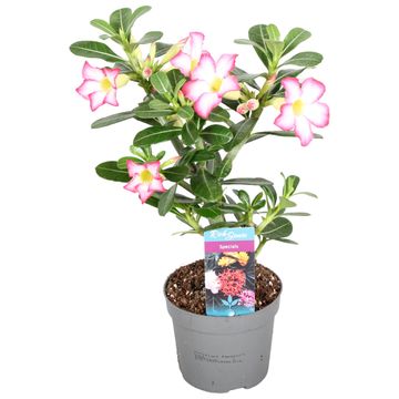 Adenium obesum PINK STAR