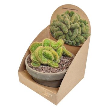 Hildewintera aureispina cristata