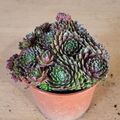 Sempervivum 'Rubin'