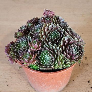 Sempervivum 'Rubin'