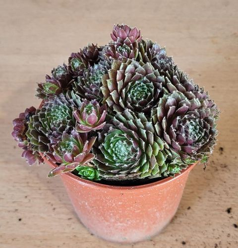 Sempervivum 'Rubin'