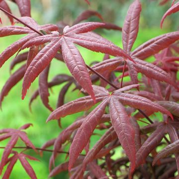 Acer palmatum 'Старфиш'