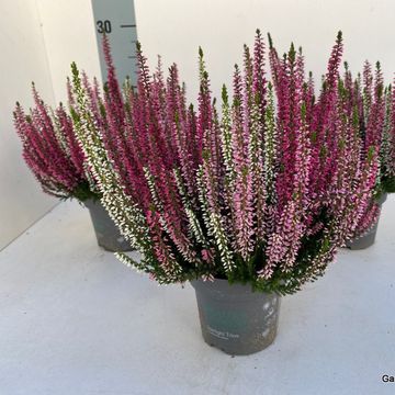 Calluna vulgaris BEAUTY LADIES MIX IN POT