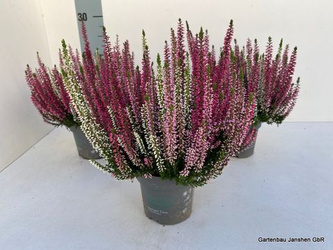 Calluna vulgaris BEAUTY LADIES MIX IN POT