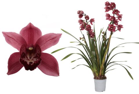 Cymbidium JOLLY RED