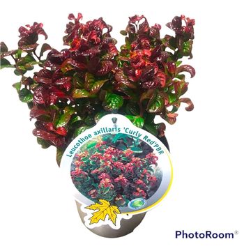Leucothoe axillaris 'Curly Red'