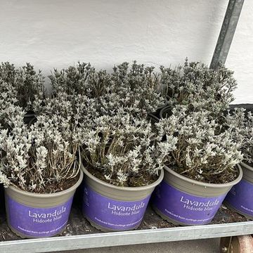 Lavandula angustifolia 'Hidcote'