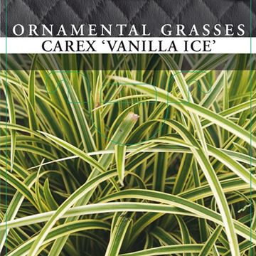 Carex morrowii VANILLA ICE