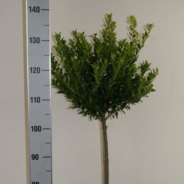 Ilex maximowicziana kanehirae