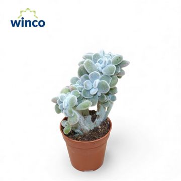 Echeveria pulvinata 'Frosty Cristata'