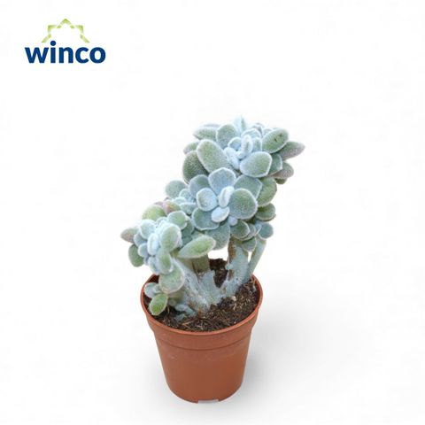 Echeveria pulvinata 'Frosty Cristata'