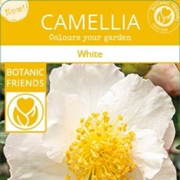 Camellia sasanqua 'White Premium'