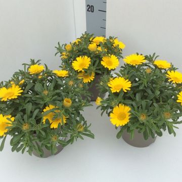 Pallenis maritima AURELIA GOLD