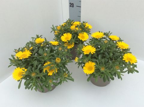 Pallenis maritima AURELIA GOLD