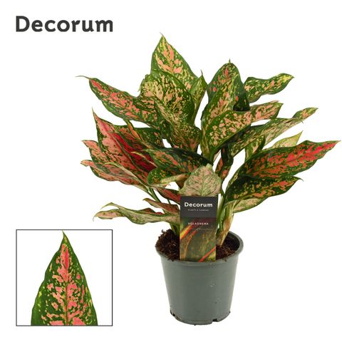 Aglaonema 'Unyamanee Red'