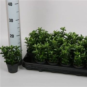 Euonymus japonicus 'Microphyllus'