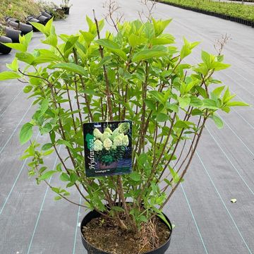 Hydrangea paniculata 'Limelight'