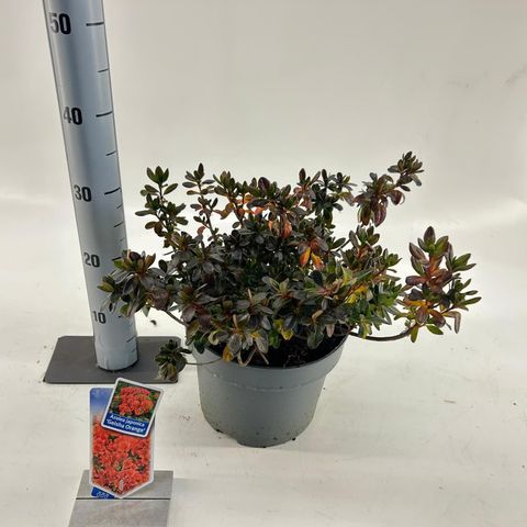 Rhododendron GEISHA ORANGE (AJ)