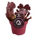 Sarracenia 'Maroon'