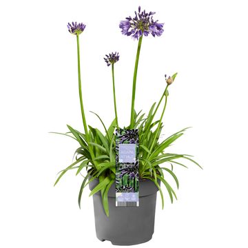 Agapanthus EVERPANTHUS POPPIN' STAR