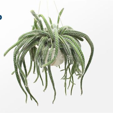 Aporocactus flagelliformis