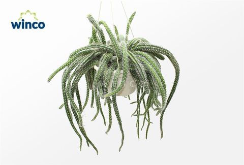 Aporocactus flagelliformis