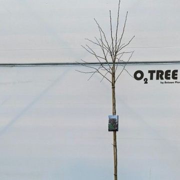 Crataegus x media 'Paul's Scarlet'