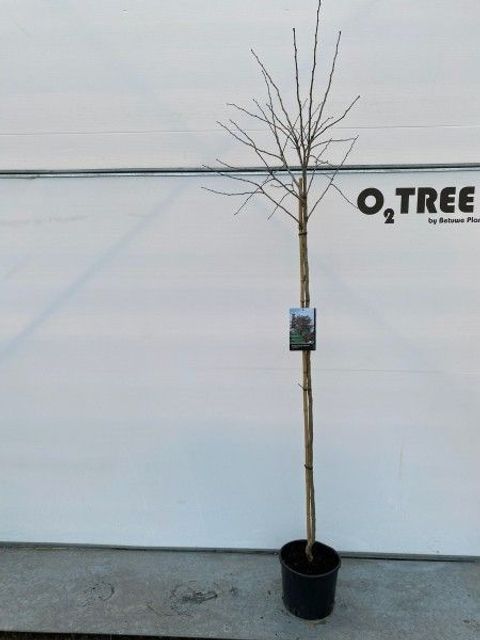 Crataegus x media 'Paul's Scarlet'