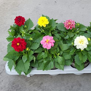 Dahlia DAHLIETTA MIX