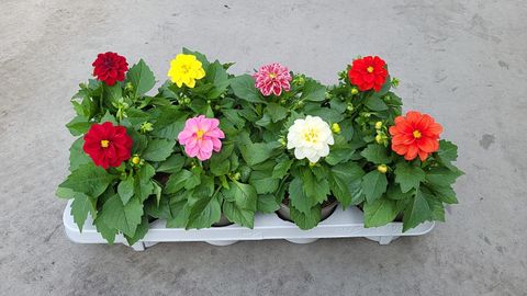 Dahlia DAHLIETTA MIX