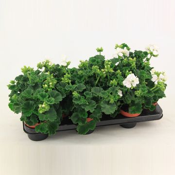 Pelargonium 'Isabella'