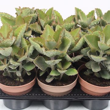 Kalanchoe beharensis 'Fang'