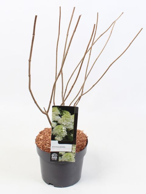 Hydrangea paniculata 'Phantom'