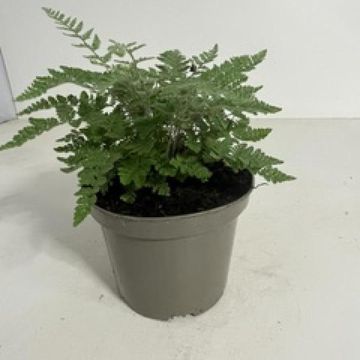 Cheilanthes lanosa