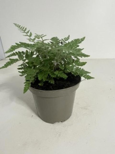 Cheilanthes lanosa