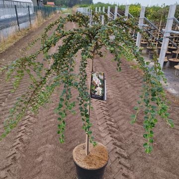 Cotoneaster apiculatus 'Blackburn'