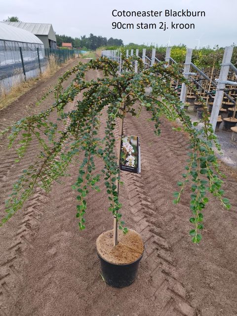 Cotoneaster apiculatus 'Blackburn'