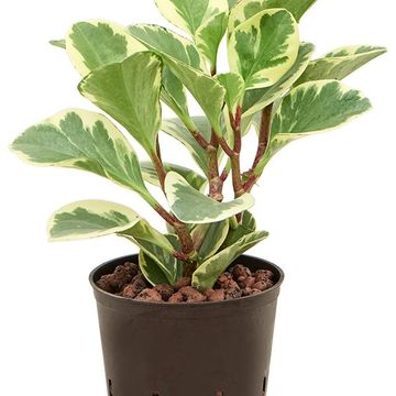 Peperomia obtusifolia 'USA'