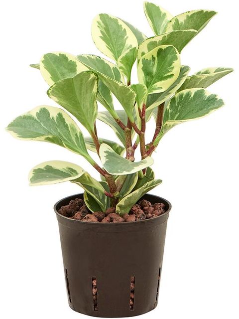 Peperomia obtusifolia 'USA'