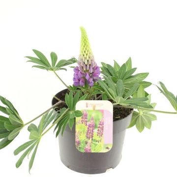 Lupinus 'Gallery Blue'