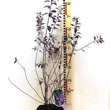 Prunus spinosa 'Purpurea'