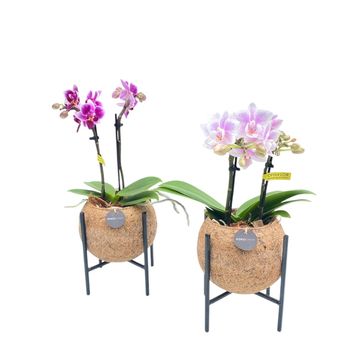 Composizione Orchid