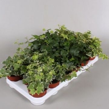 Hedera MIX