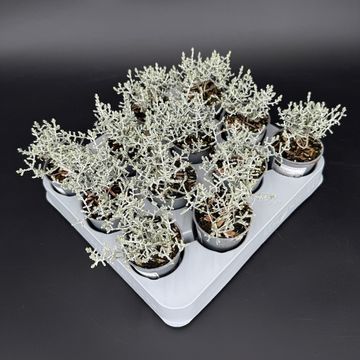 Leucophyta brownii