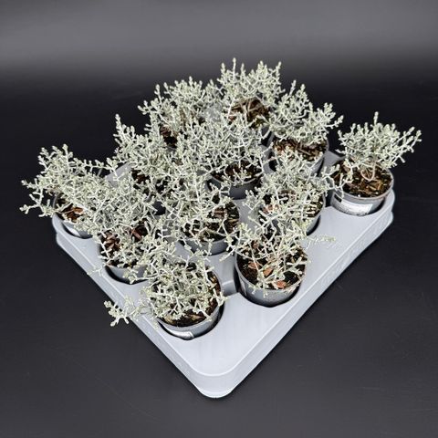 Leucophyta brownii
