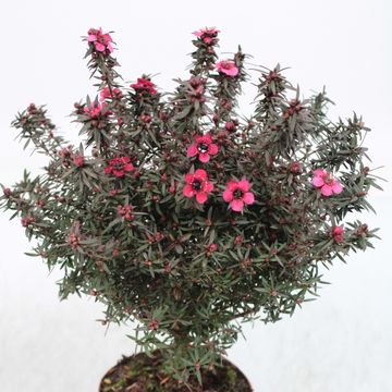 Leptospermum scoparium