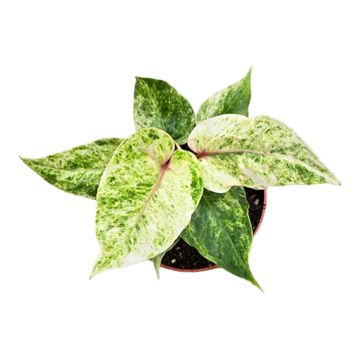 Anthurium hookeri 'Variegata'