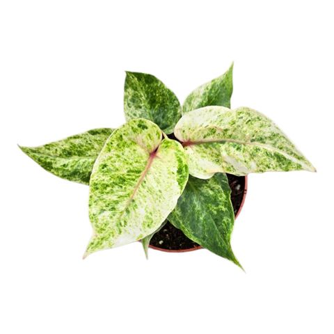 Anthurium hookeri 'Variegata'
