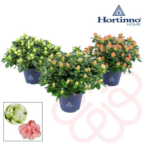 Rhododendron HORTINNO LIME MIX